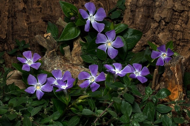 Vinca Minor