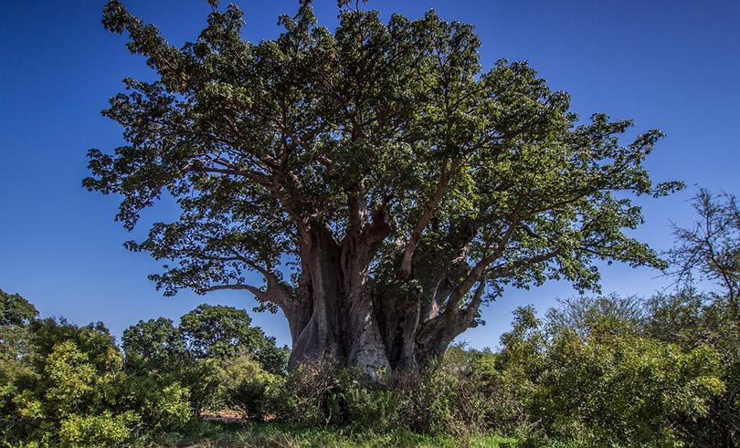 african baobab tree
