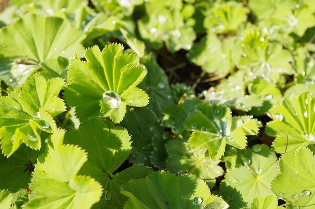 alchemilla