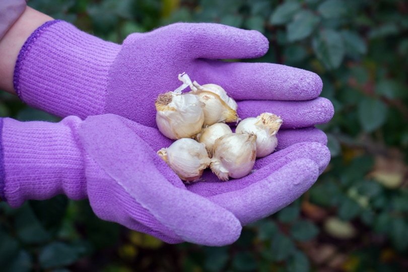 allium bulb in gardeners hand