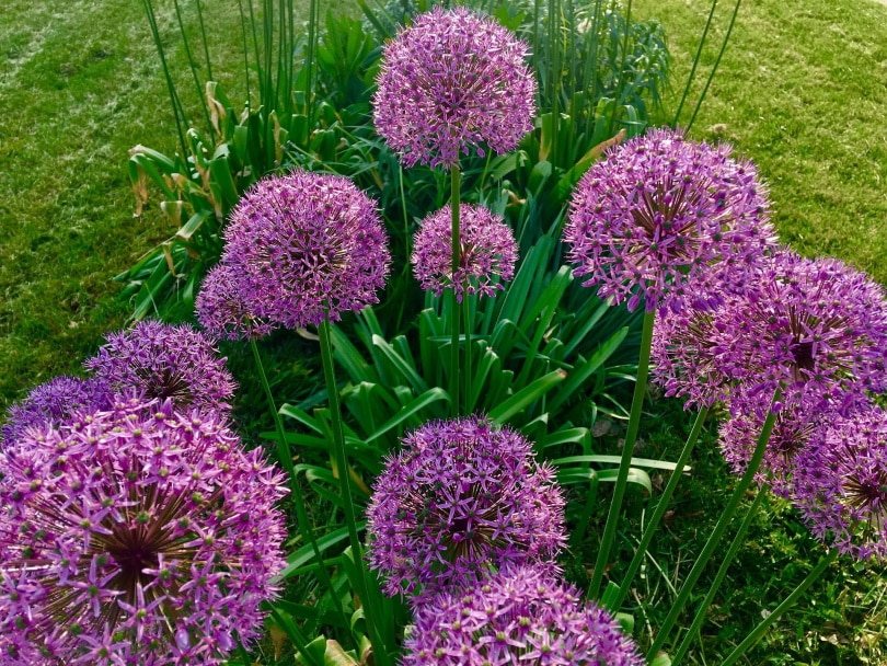 allium flowers