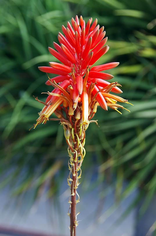 aloe vera flower