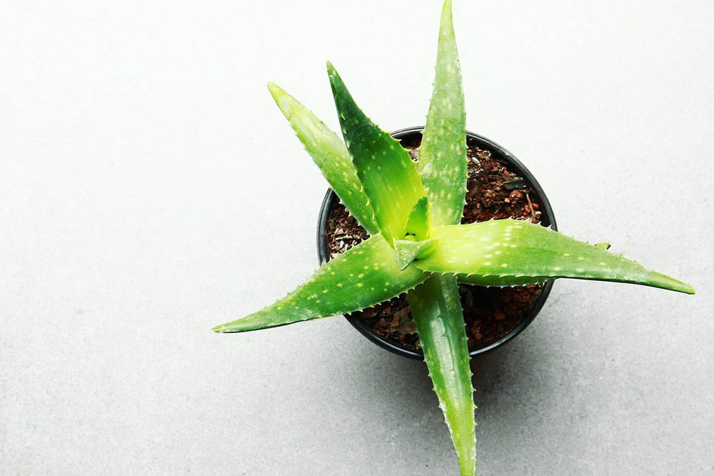 aloe vera in a pot