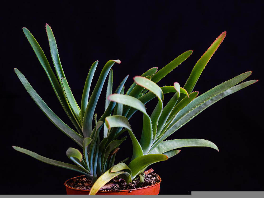 aloe vera potted