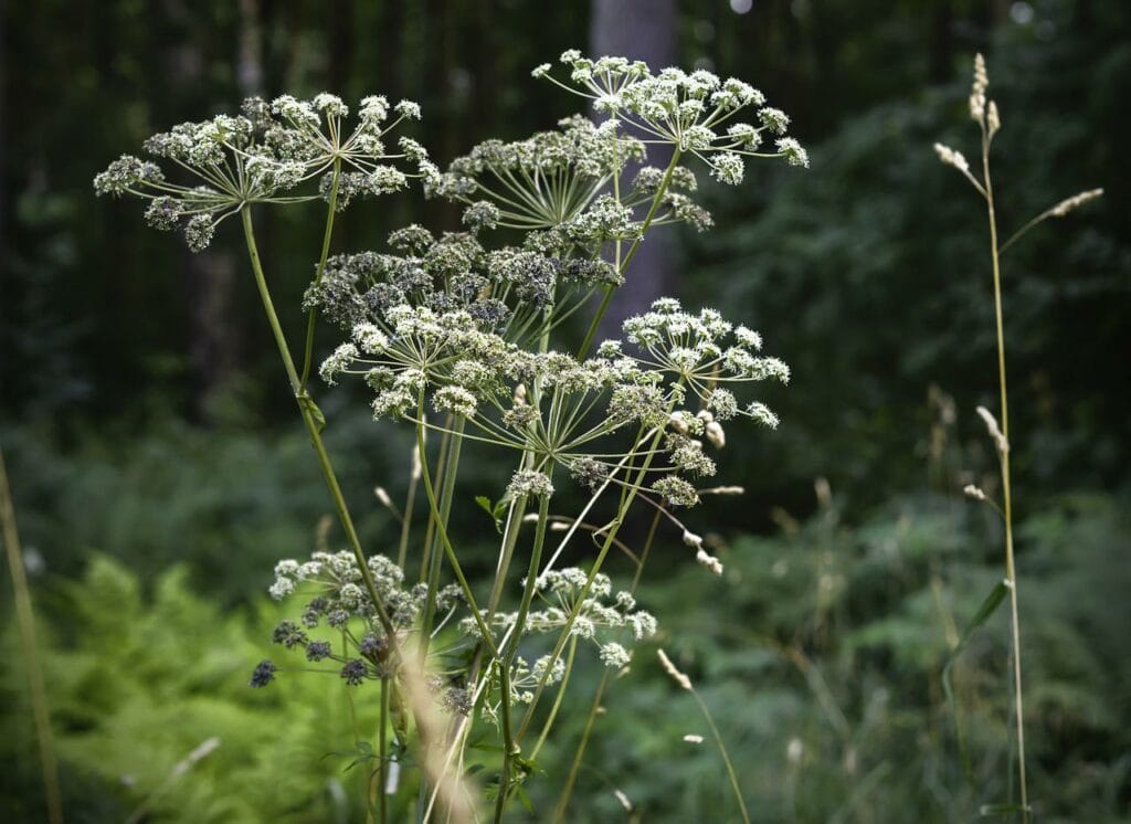 angelica