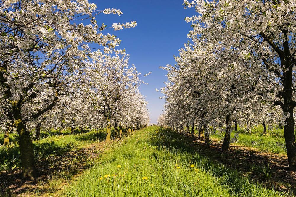 apple tree plantation