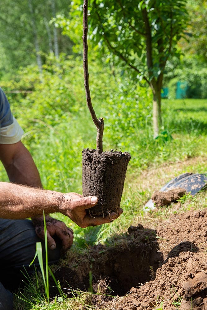 apple tree sapling
