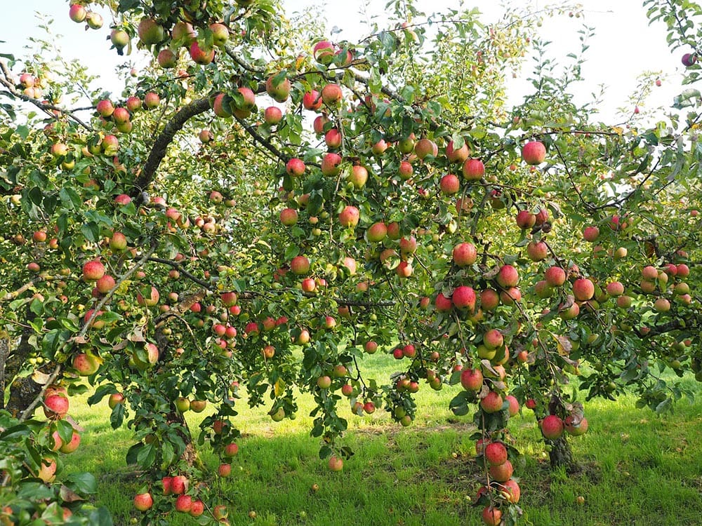 apple trees