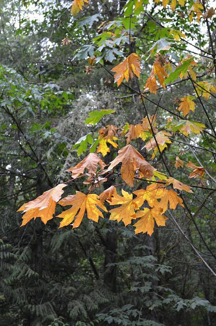 big leaf maple