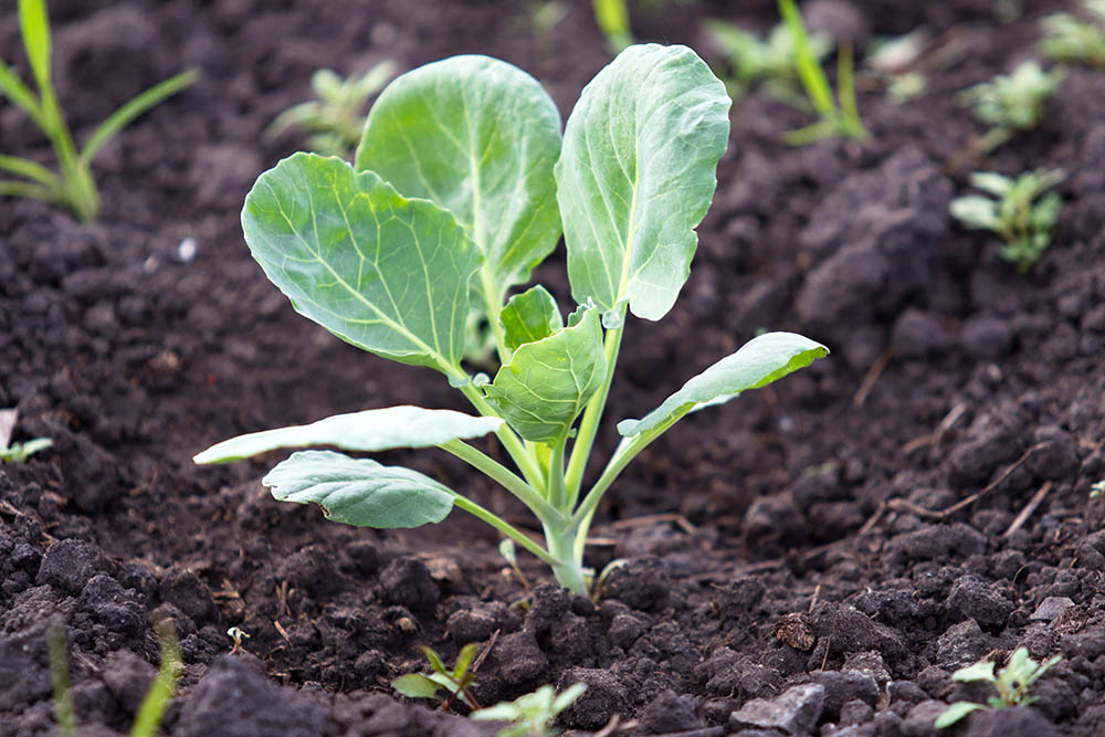 brussel sprout plants growing