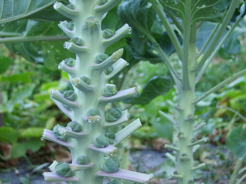 brussel sprouts growing on the stalk