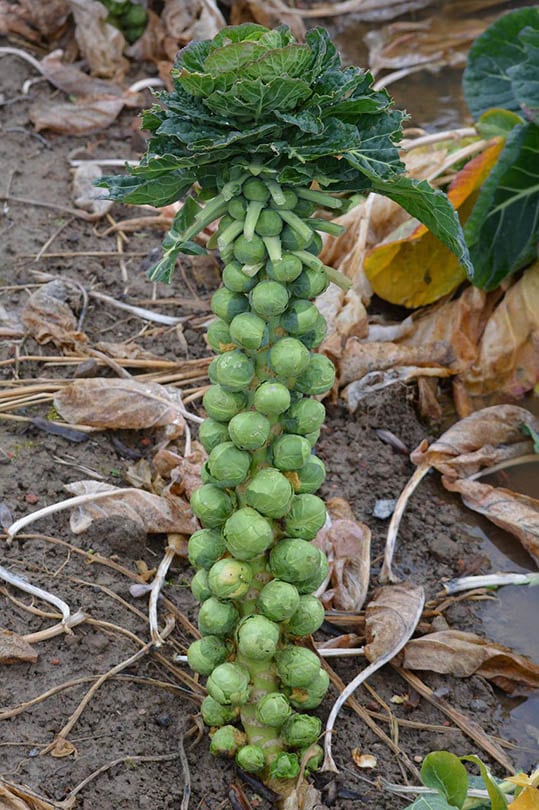 brussels sprout plant ready for harvest