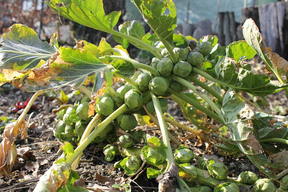 brussels sprouts during spring