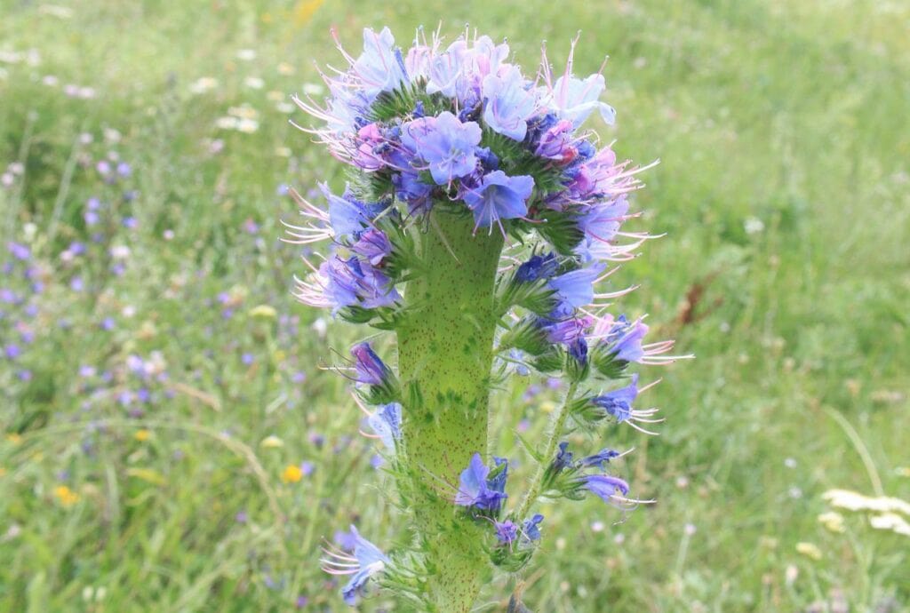 bugloss