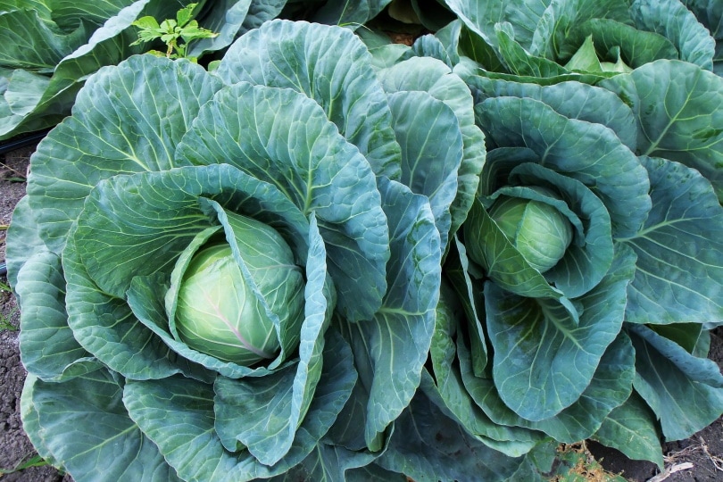 cabbage