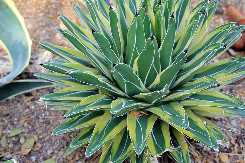 century plant in the desert