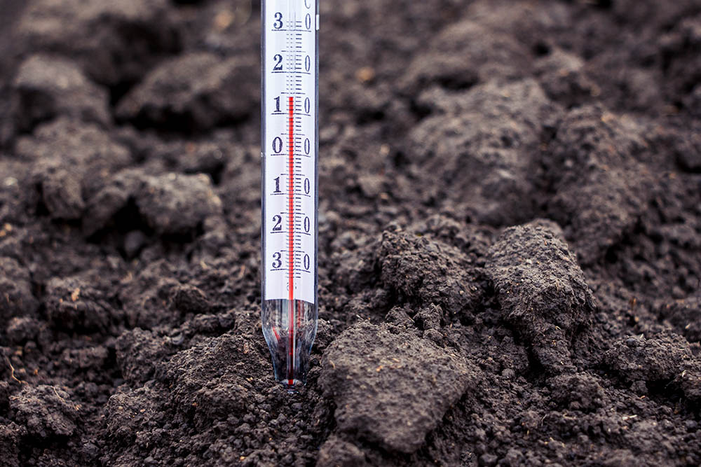 checking soil temperature