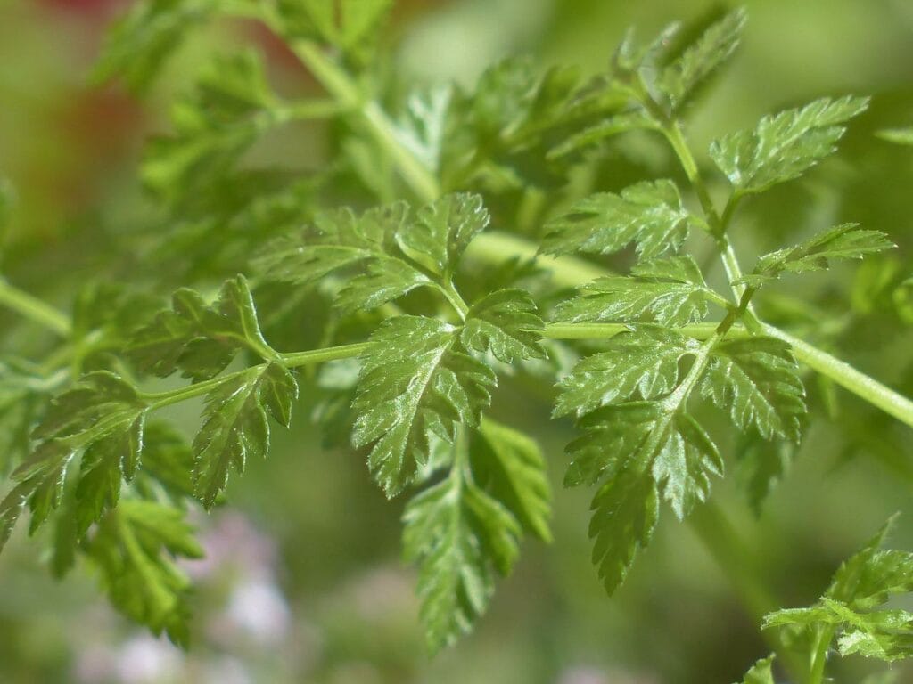 chervil