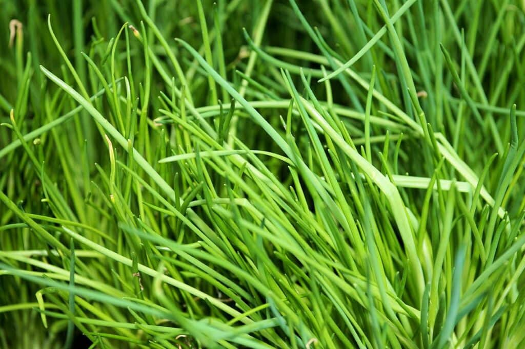 chives