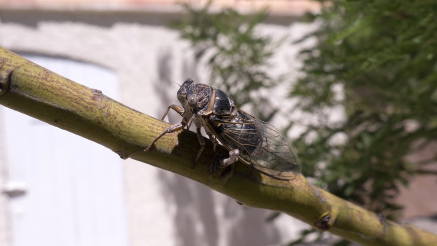 cicada on tree branch