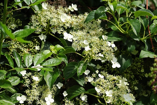 climbing hydrangea