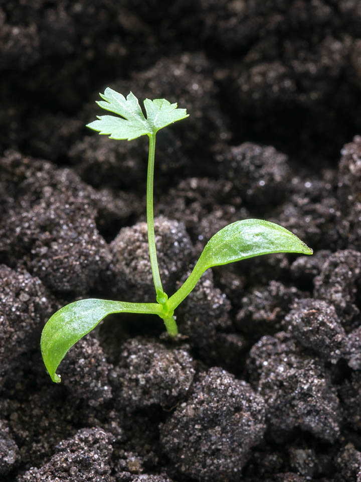 close up parsley growing
