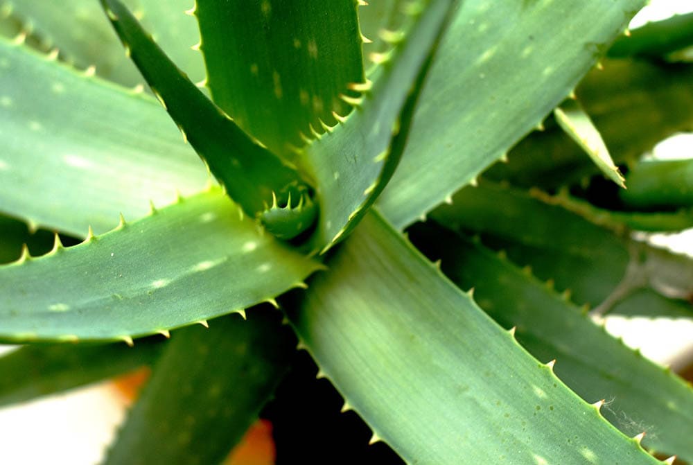 close up potted aloe vera