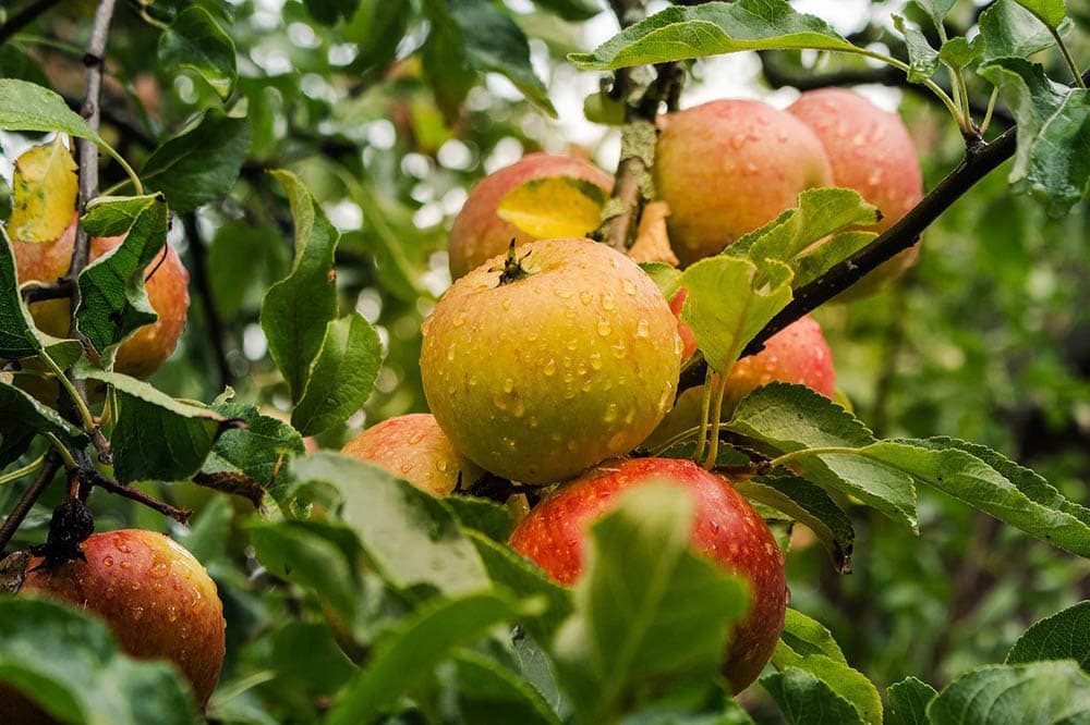close up wet apple tree