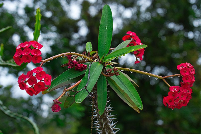 crown of thorns succulent