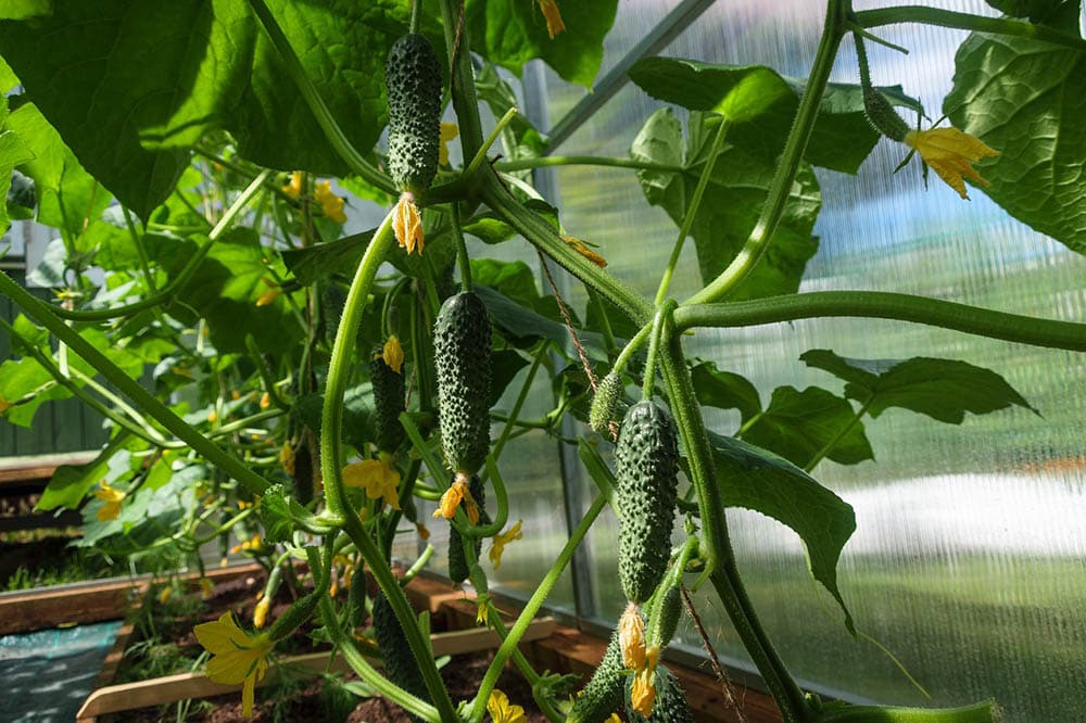 cucumber growing in the garden