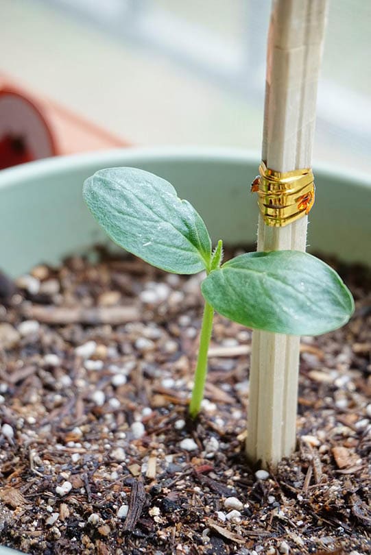 cucumber plant budding in a pot