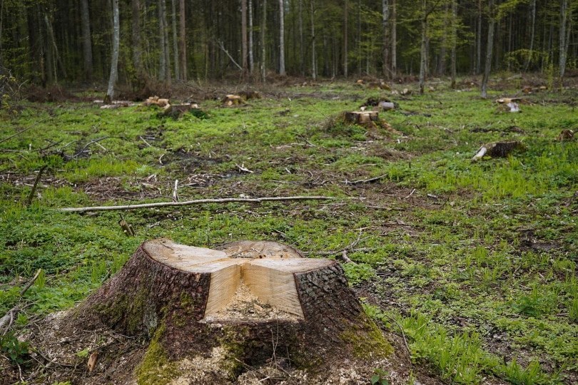 deforestration