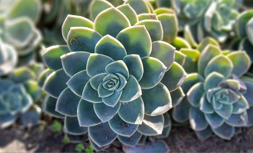 desert rose succulent