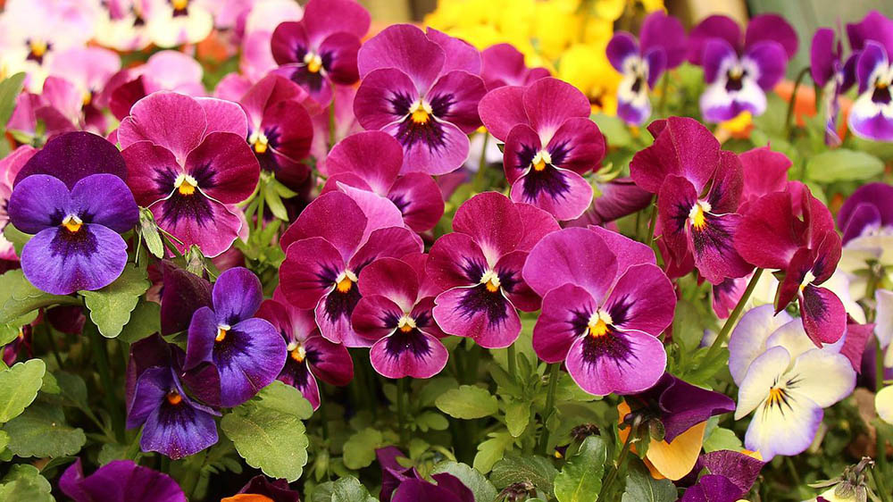 different colors of pansies
