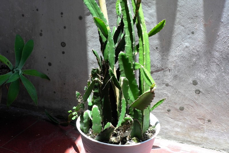 dragon fruit on pot