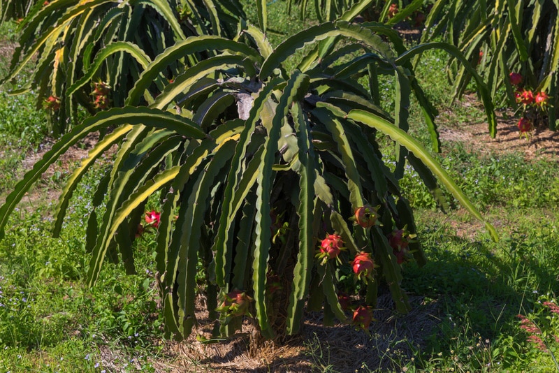 dragon fruit plant