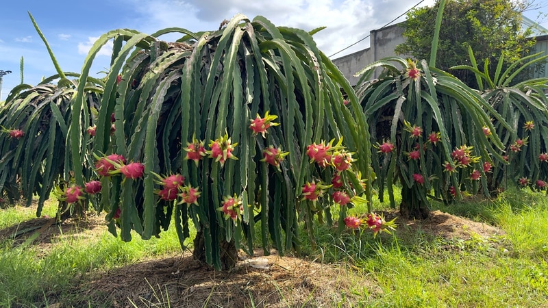 dragon fruit plants