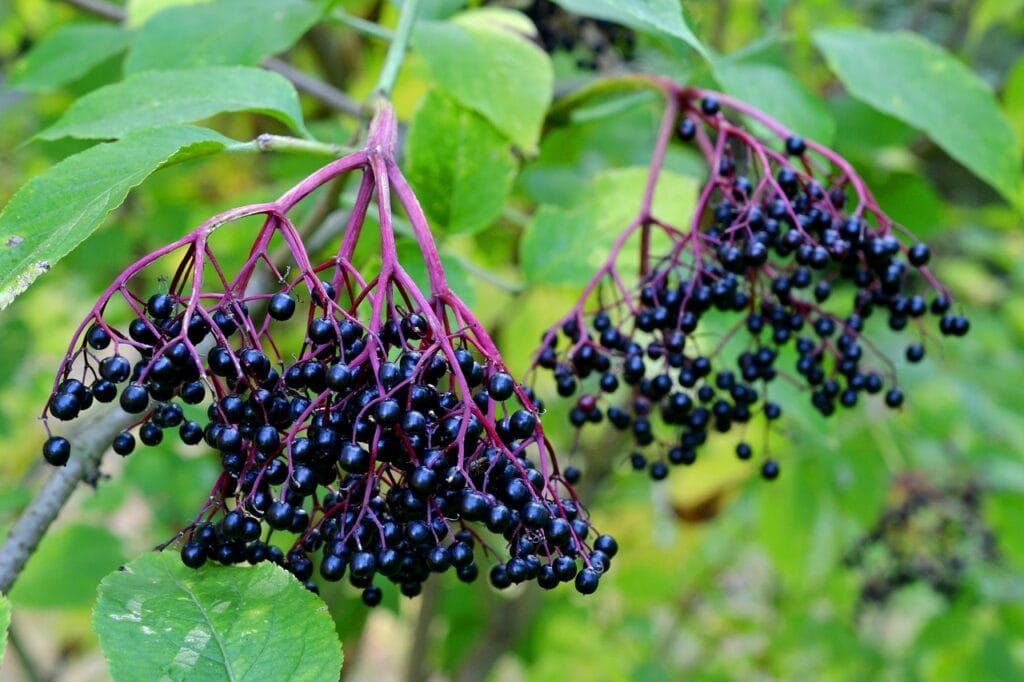 black elderberry