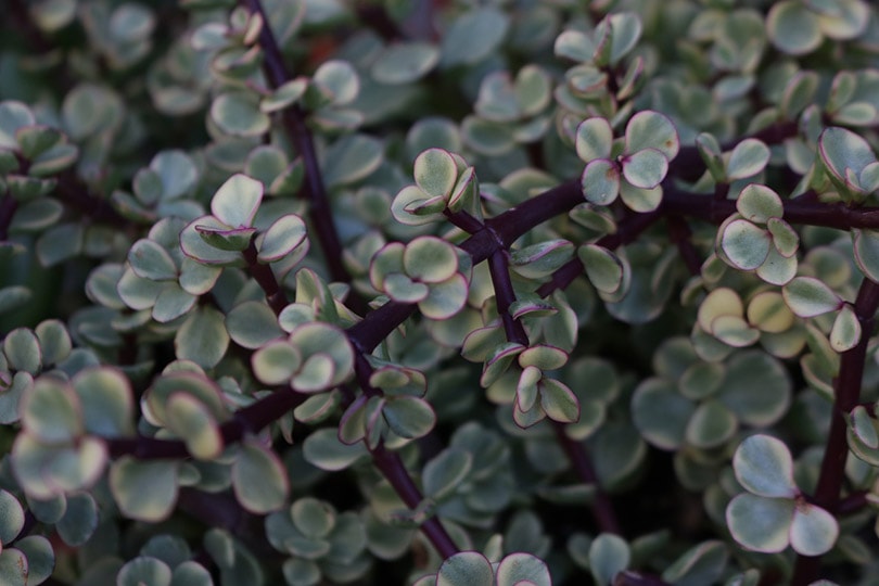 elephant bush plant