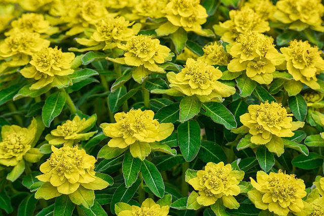 euphorbia
