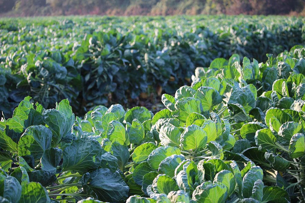 field of brussels sprouts