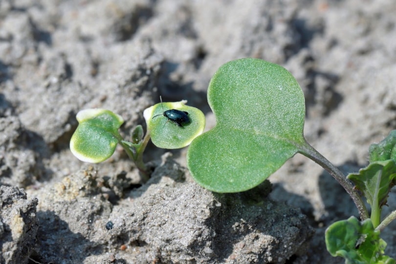 flea beetle in vegetable leaves