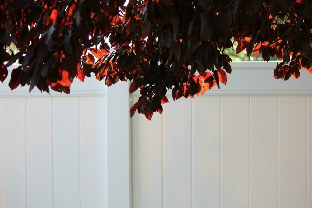 White vinyl fence with flowering plum tree