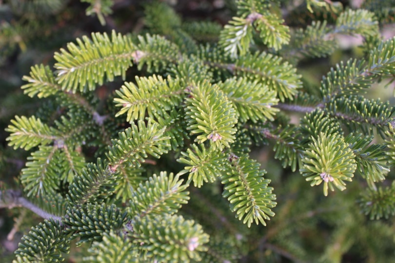 fraser fir