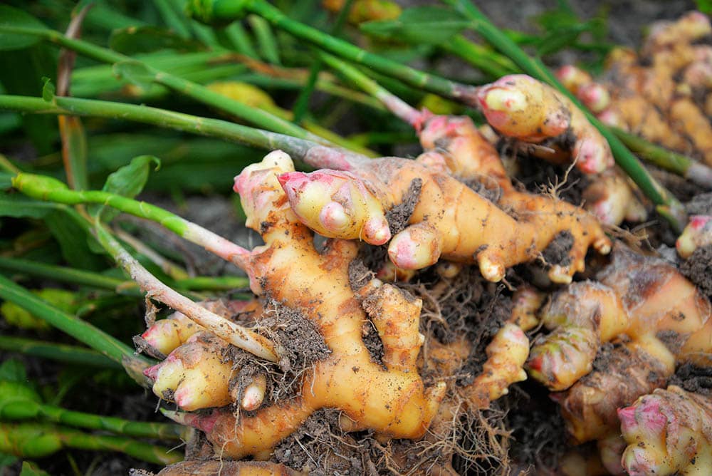 freshly harvested gingers