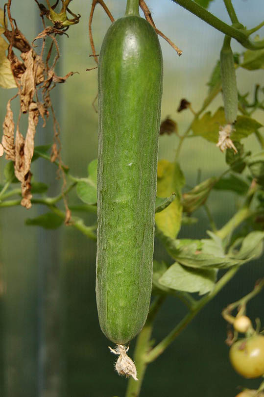 fully grown cucumber crop