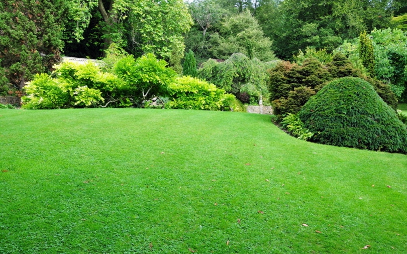garden landscape