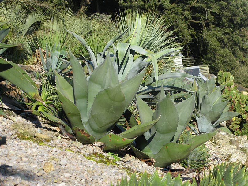 giant agave succulent