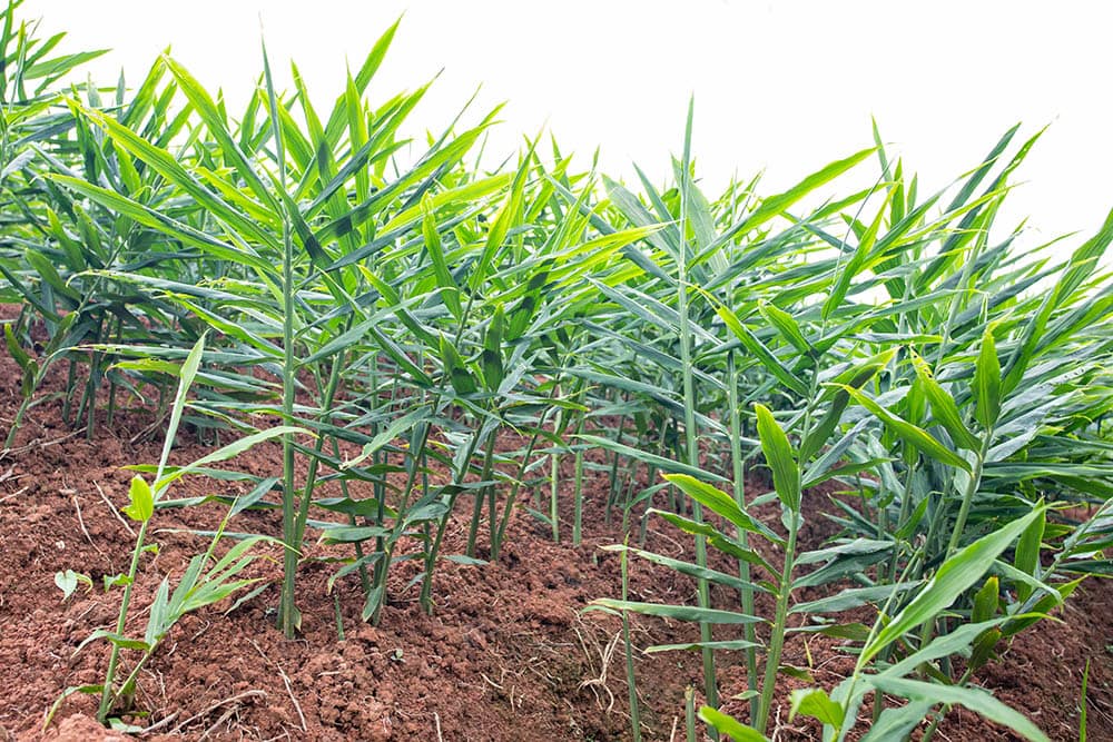 Ginger field
