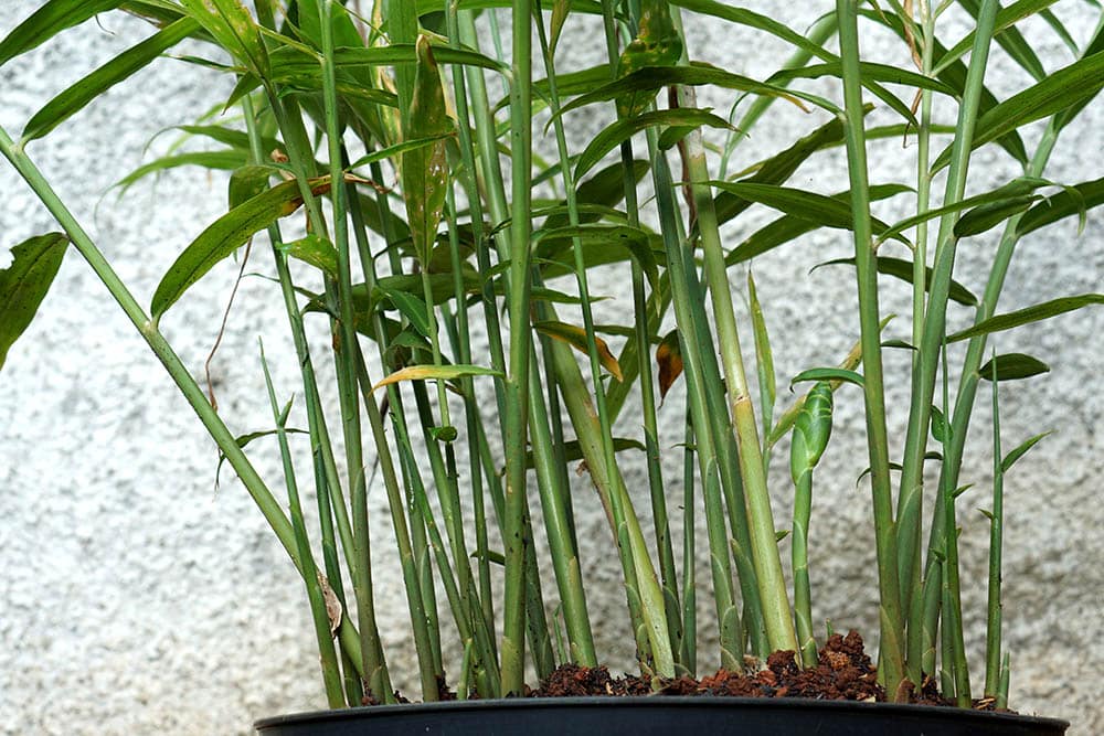 Ginger plant in pot